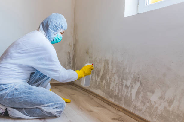Licensed Basement Mold Remediation service in Silverdale, PA - Cheap Mold Removal