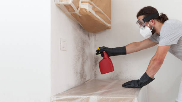 Professional Basement Mold Remediation technician working in Silverdale, PA